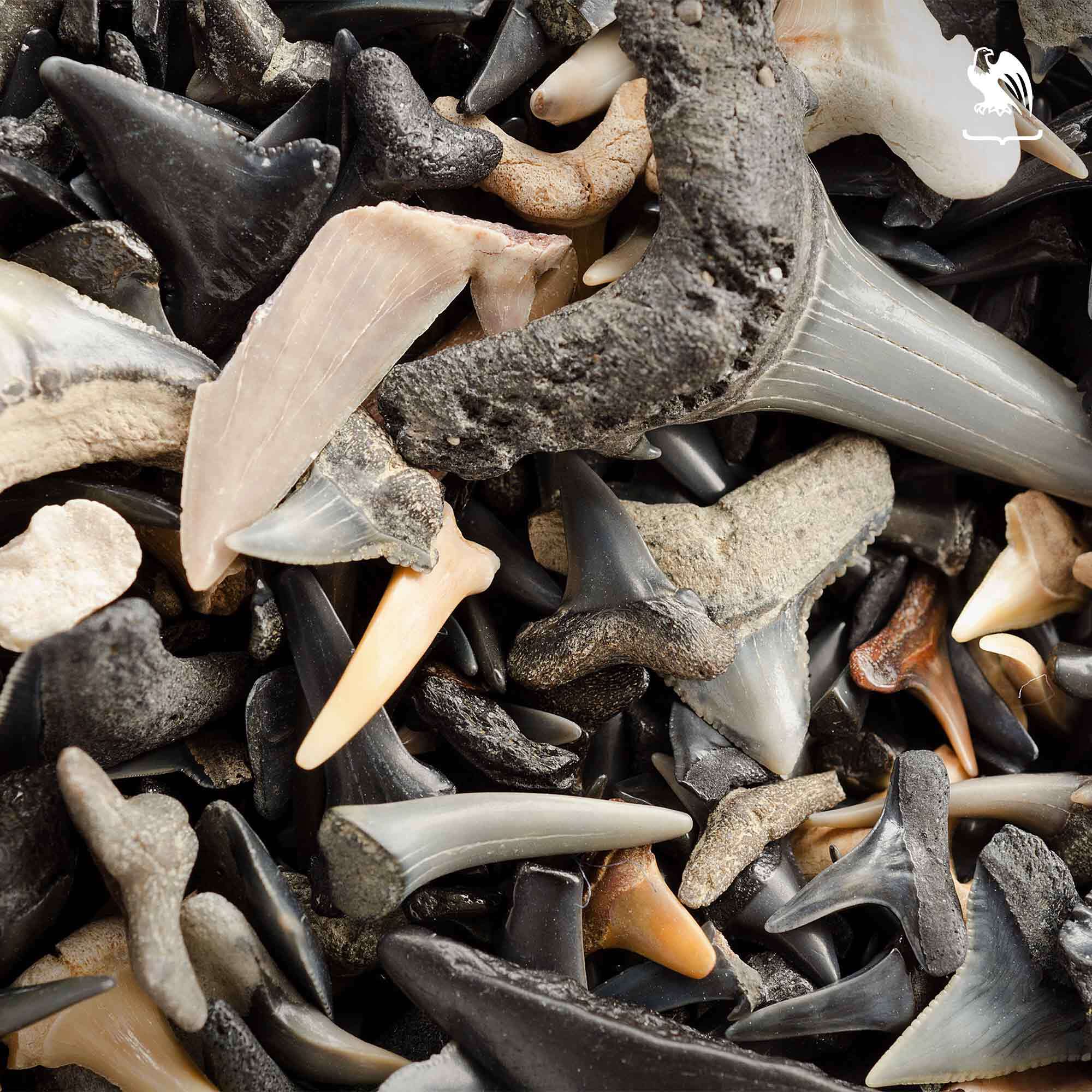 Shark Teeth Various shark teeth