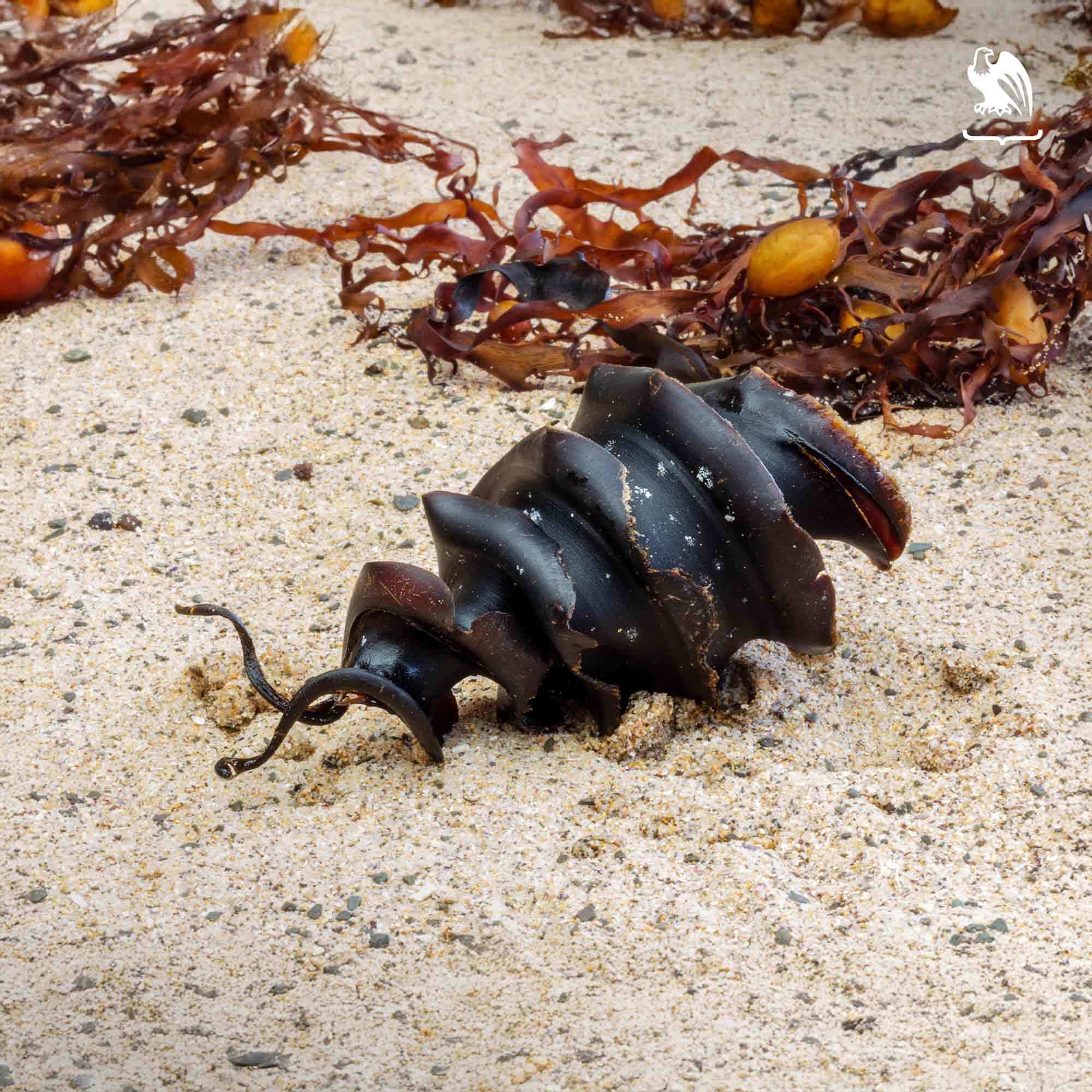 port jackson shark egg A single port jackson shark egg lying in the sand