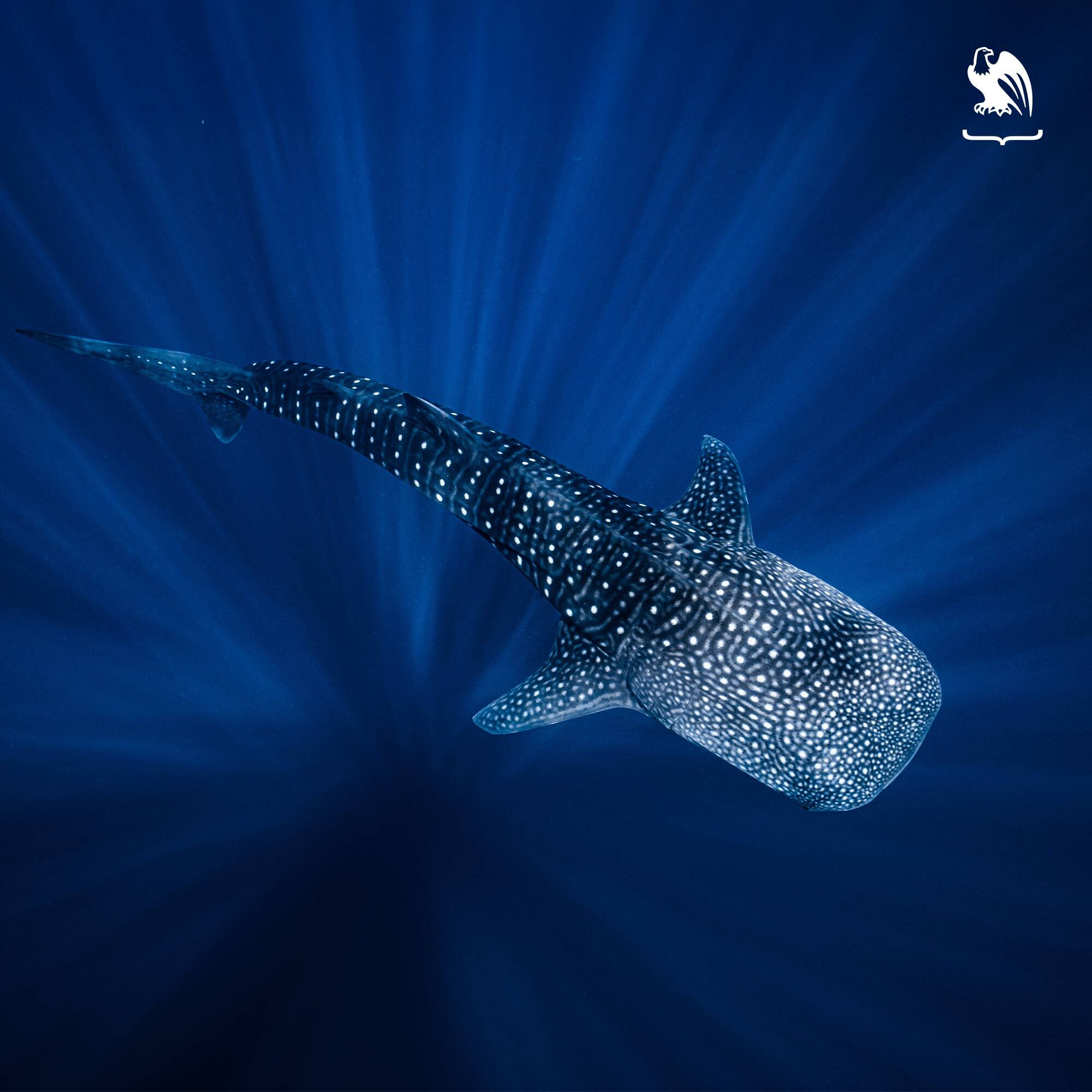 Whale Shark A whale shark swimming in a backlit ocean